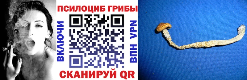 Псилоцибиновые грибы Psilocybe Александровск